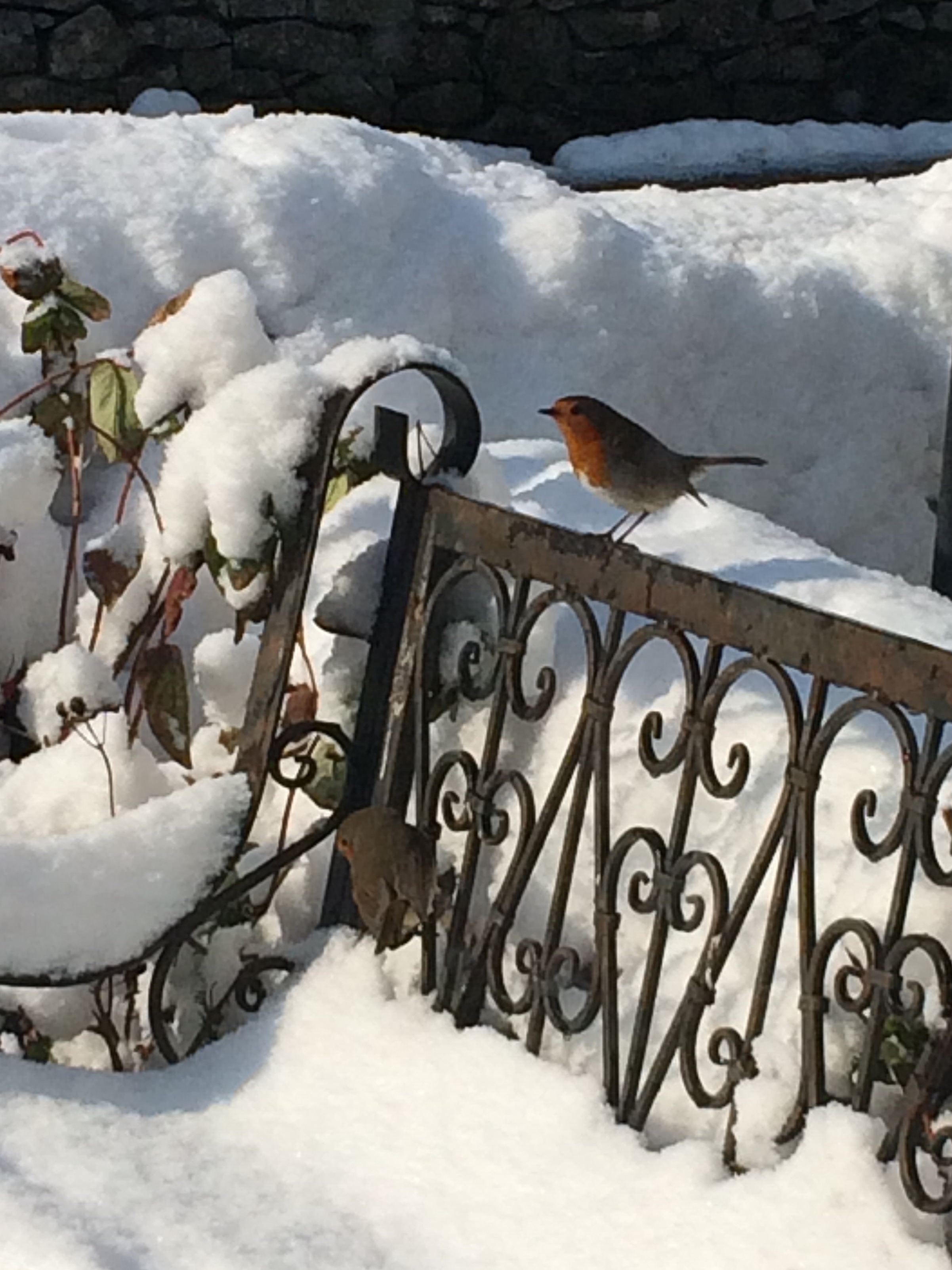 snowy robin
